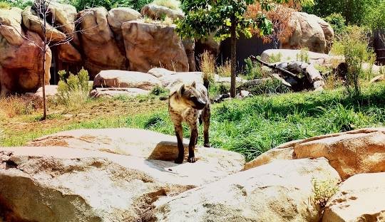 Denver Zoo